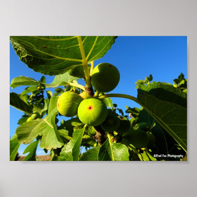 Vita fikon Blå himmel Poster (Framsidan)