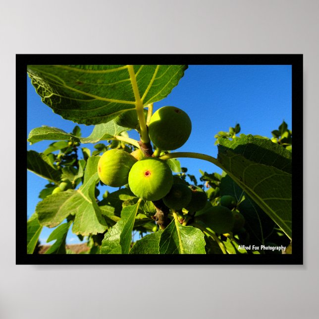 Vita fikon Blå himmel Poster (Framsidan)