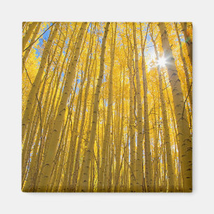 Vita flodens nationalskog magnet