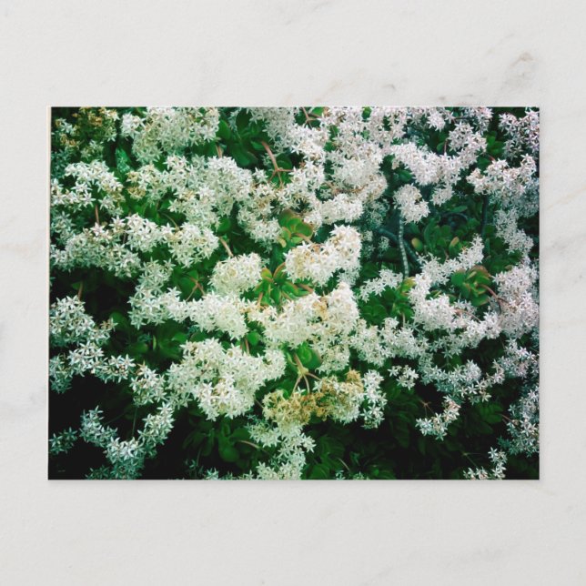 Vita floror vykort (Framsida)