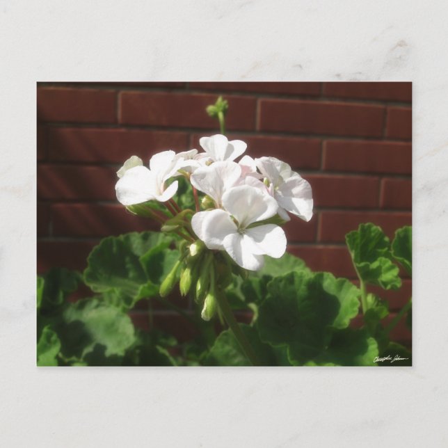 Vita Geranium 6 Vykort (Framsida)
