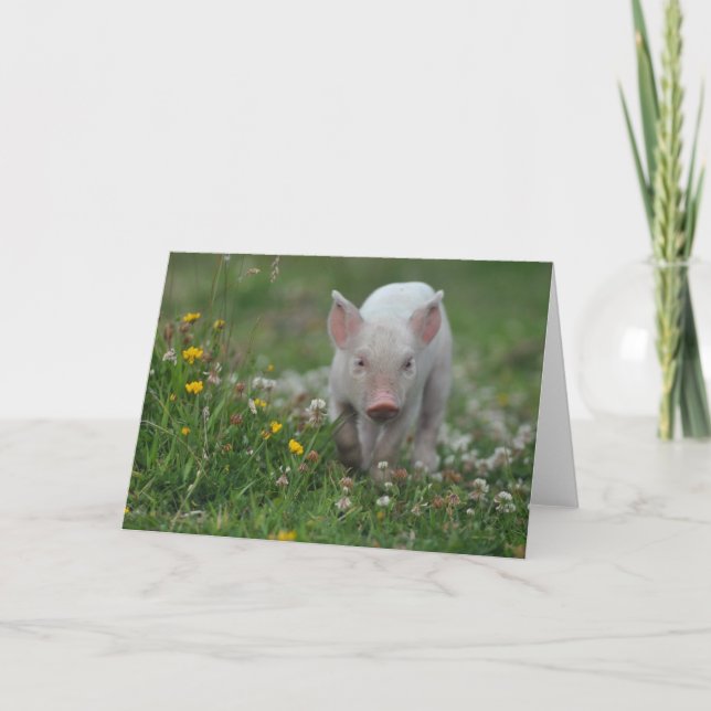 Vita grisar i Fält i Blommor Kort (Framsida)