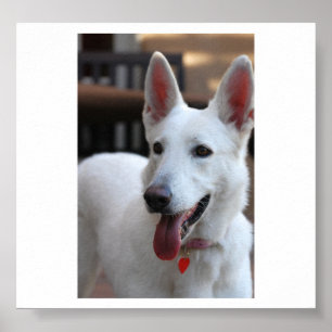 Vita groddjurshepherd.png poster