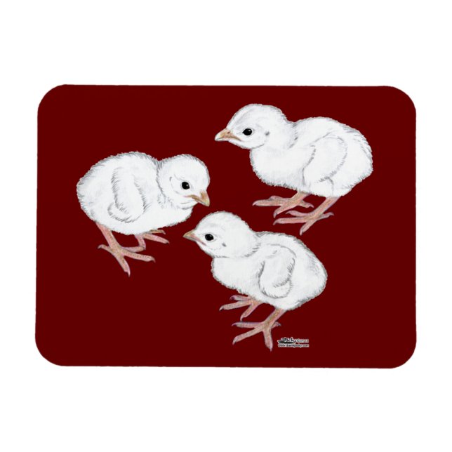 Vita Guinea-kycklingar Magnet (Horisontell)