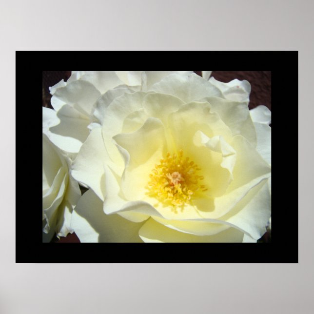 Vita gula rosblommor finkonsttryck poster (Framsidan)