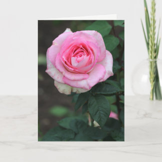 Vita hälsningskort för rosa ros tack kort