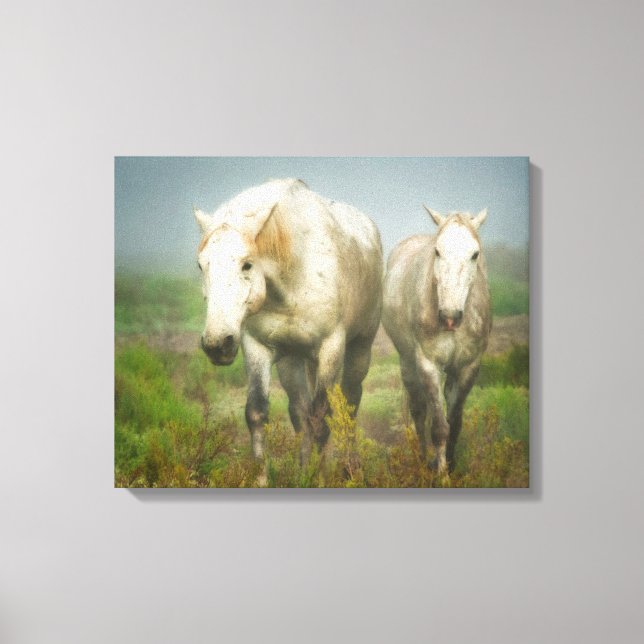 Vita hästar från Camargue på fält Canvastryck (Framsida)