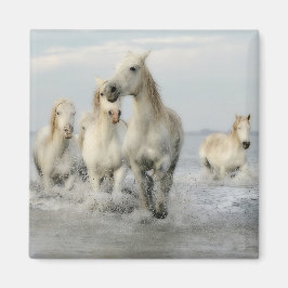 Vita hästar Galloping på Beach Magnet
