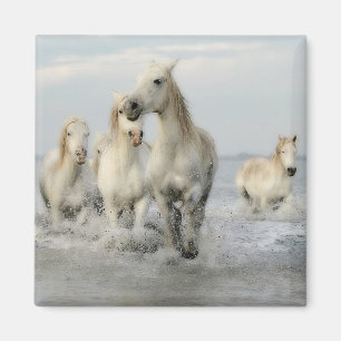 Vita hästar Galloping på Beach Magnet