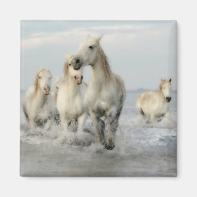 Vita hästar Galloping på Beach Magnet (Framsidan)