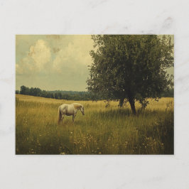 Vita hästar i A Fält Vykort