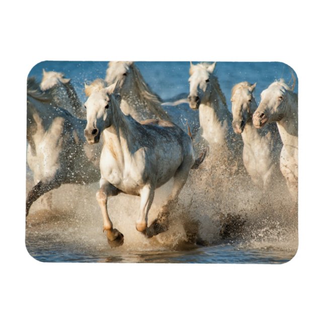Vita hästar i Camargue, Frankrike Magnet (Horisontell)