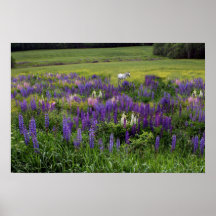 Vita hästar i en Lupine Fält Poster