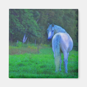 Vita hästar i Moonlight Magnetic Art Gift Magnet