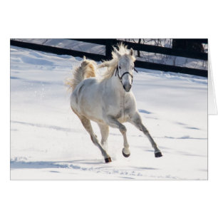 Vita hästar i Snö Hälsningskort