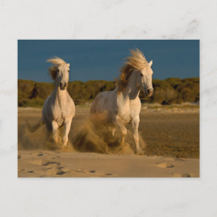 Vita hästar som går på persikor Camargue, Frankr Vykort