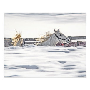 Vita hästgalloping i Snö Fototryck