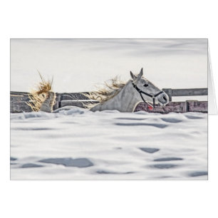 Vita hästgalloping i Snö Hälsningskort