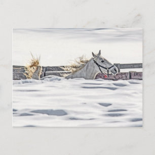 Vita hästgalloping i Snö Vykort