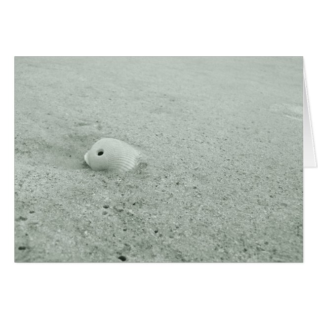 Vita havets Snäcka på Sandy Beach OBS Kort (Framsidan Horizontal)