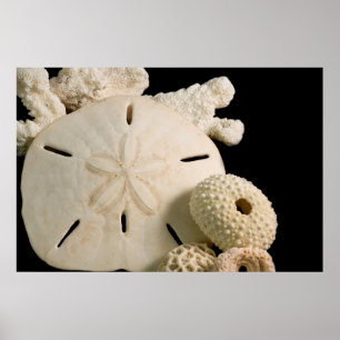 Vita havsskal och sanddollar poster