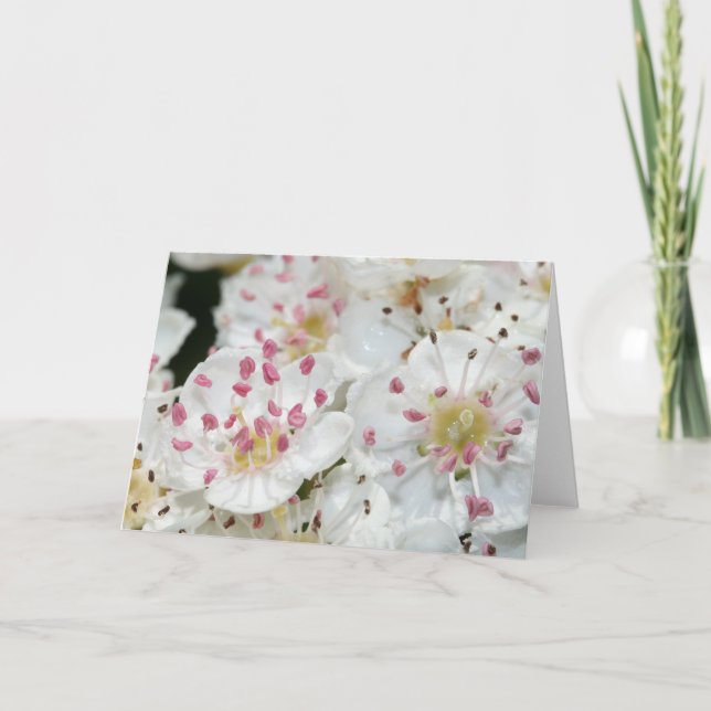 Vita Hawthorn Flowers Greeting Card Kort (Framsida)
