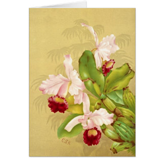 Vita husOrchid 1892 Hälsningskort