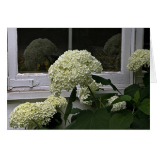 Vita Hydrangeas OBS Kort