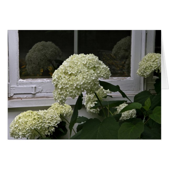 Vita Hydrangeas OBS Kort (Framsidan Horizontal)