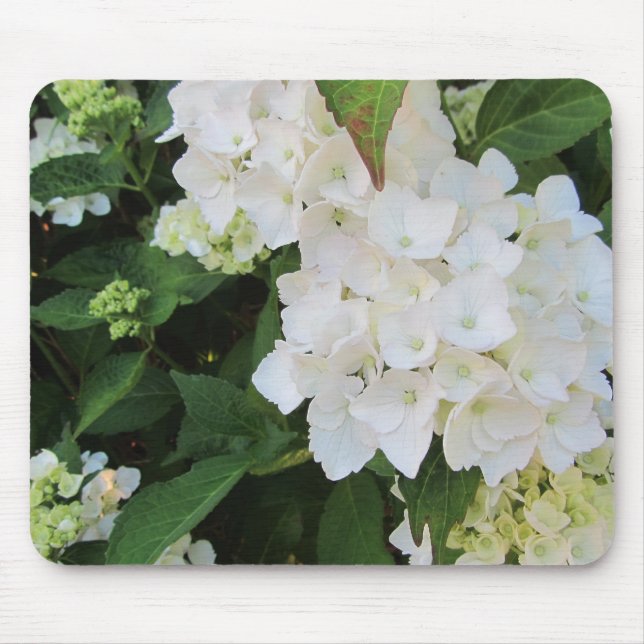 Vita Hydrangeor Musmatta (Framsidan)
