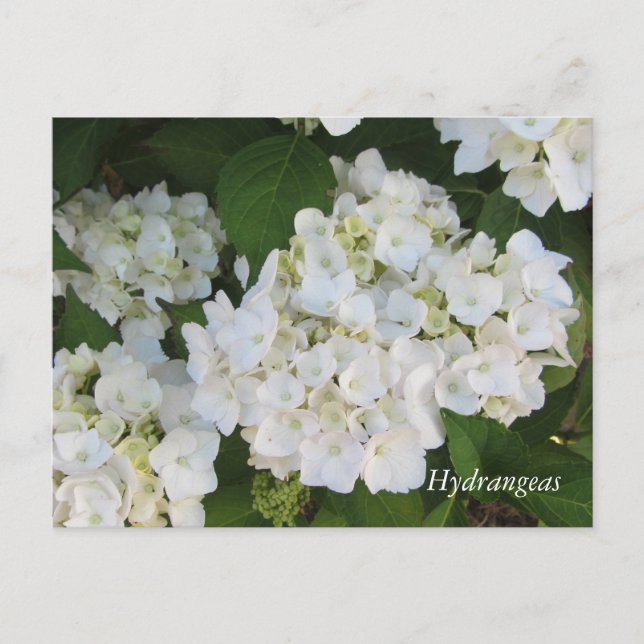 Vita Hydrangeor Vykort (Framsida)