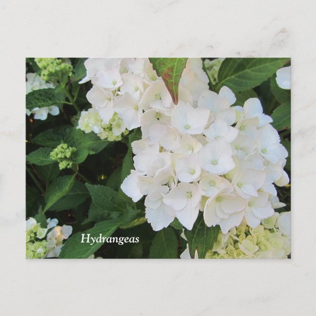 Vita Hydrangeor Vykort (Framsida)