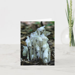 Vita Indian Pipe Vildblommor Natur Anteckningskort