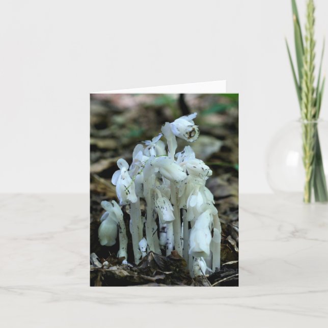 Vita Indian Pipe Vildblommor Natur  Anteckningskort (Framsida)
