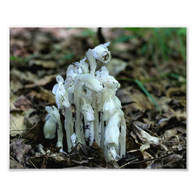 Vita indianska pipe Mushroom Flowers Fototryck (Framsidan)