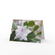 Vita julaktus Schlumbergera CC0476 Flower
