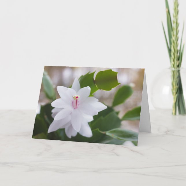 Vita julaktus Schlumbergera CC0476 Flower Helgkort (Framsida)