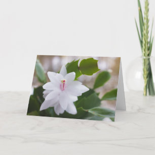 Vita julaktus Schlumbergera CC0476 Flower Helgkort