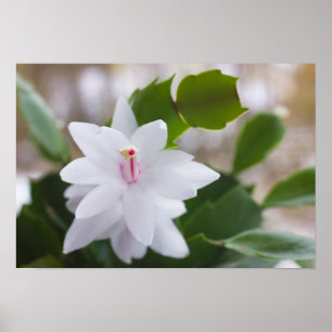 Vita julkaktus Schlumbergera CC0039 Flower Poster