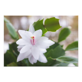 Vita julkaktus Schlumbergera Pot Flowers Fototryck