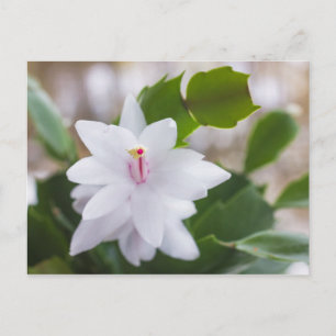 Vita julkaktus Schlumbergera Pot Flowers Helg Vykort