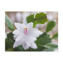 Vita julkaktus Schlumbergera Pot Flowers