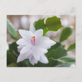 Vita julkaktus Schlumbergera Pot Flowers Helg Vykort