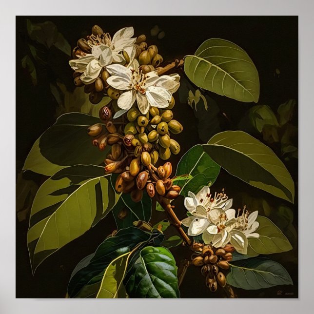 Vita kaffeblommor konsttryck Poster (Framsidan)