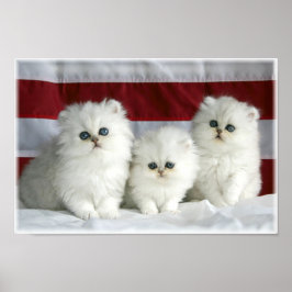 Vita katter poster