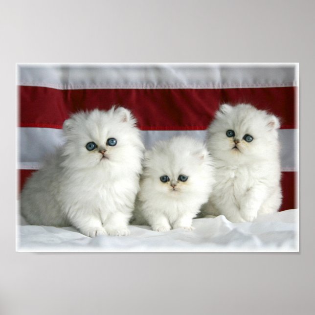 Vita katter poster (Framsidan)