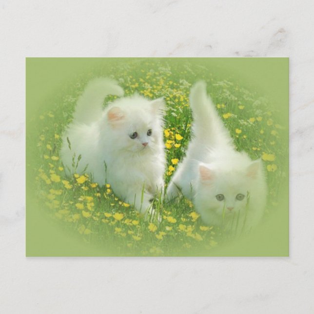 vita kattungar och grönt blommor vykort (Framsida)