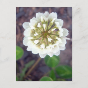 Vita Klöver Blommar 1 vykort
