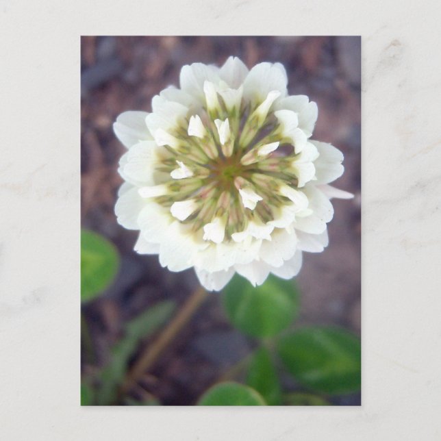 Vita Klöver Blommar 1 vykort (Framsida)