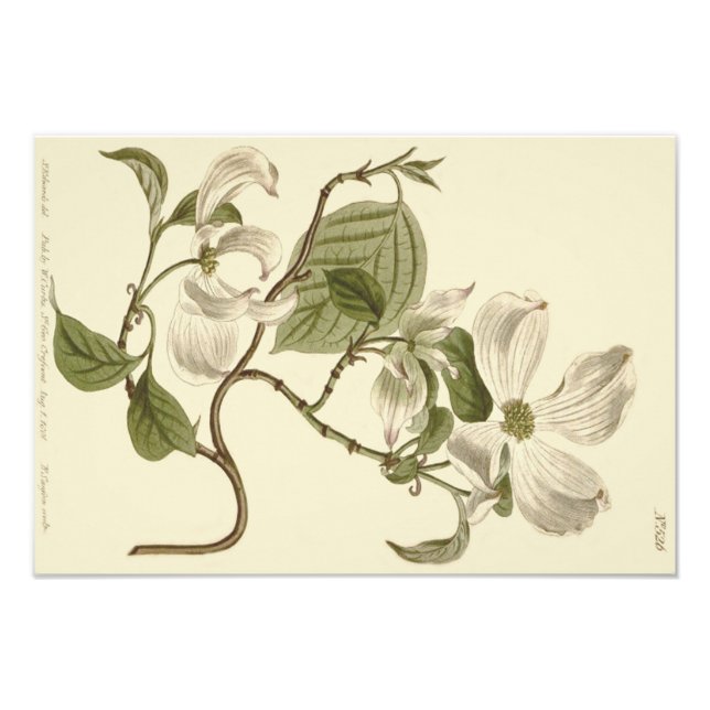 Vita Körsbärsblommor Illustration Fototryck (Framsidan)